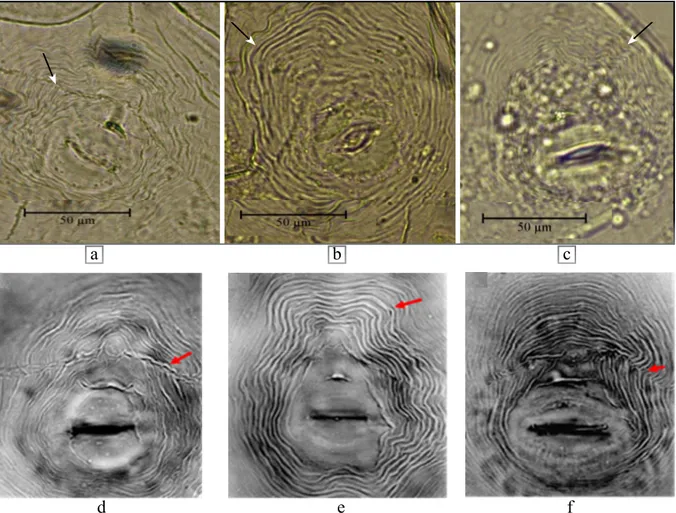 Gambar  4    Pola  sidik  pantat  nematoda  puru  akar  yang  menginfeksi  tanaman  seledri