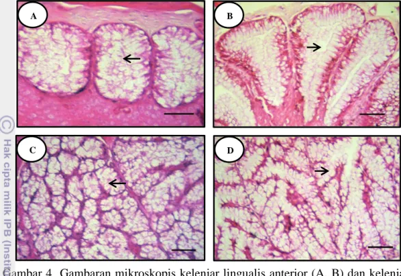 Gambar 4  Gambaran mikroskopis kelenjar lingualis anterior (A, B) dan kelenjar  lingualis  posterior  (C,  D)