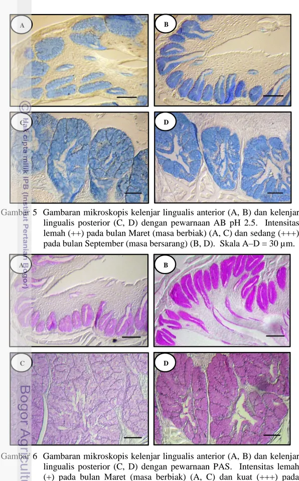 Gambar 5  Gambaran mikroskopis kelenjar lingualis anterior (A, B) dan kelenjar  lingualis  posterior  (C,  D)  dengan  pewarnaan  AB  pH  2.5