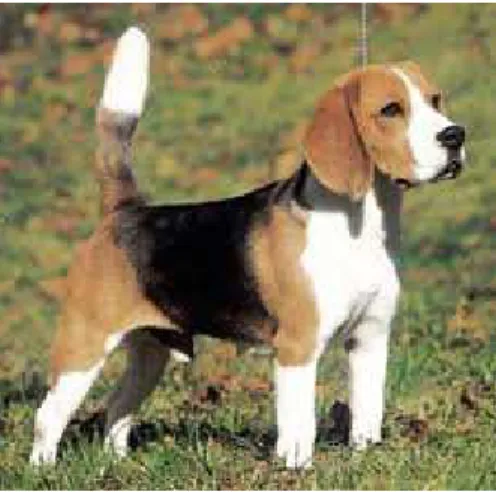 Gambar 2.3. Beagle 
