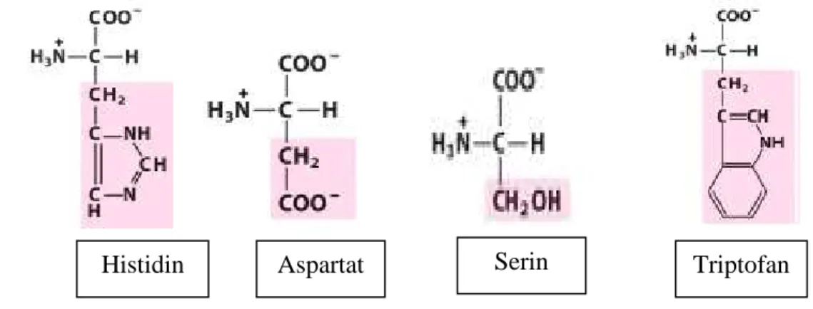 Gambar  3.  Struktur  asam  amino  penyusun  lipase  dari  Aspergillus  niger   (Lehninger, 1982) 