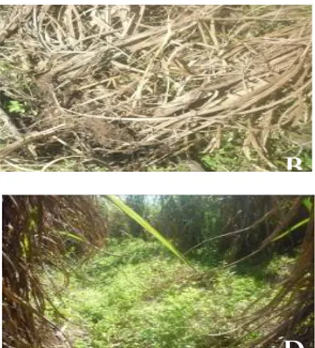Gambar 1. Gejala penyakit Xylaria pada tanaman tebu. (A) Rumpun tanaman tebu mati akibat  penyakit Xylaria, (B), Akar tanaman tebu mengalami busuk kering dan mati, (C) Jaringan  pangkal batang tebu mengalami pembusukan, dan (D) Tanaman tebu ratoon tidak tu