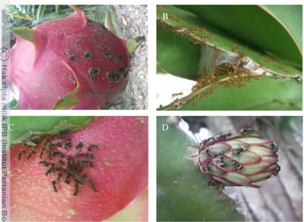 Gambar  9    Hama  belalang:    (A)  Individu  Valanga  spp.  di  pertanaman  dan  (B)  Gejala gerigitan akibat serangan belalang di sisik  buah muda