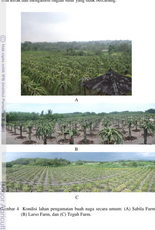 Gambar  4    Kondisi  lahan  pengamatan  buah  naga  secara  umum:  (A)  Sabila  Farm,  (B) Larso Farm, dan (C) Teguh Farm