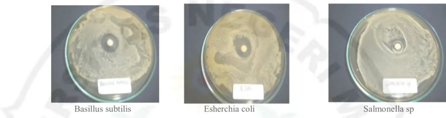 Gambar 3. Zona hambat dari minyak atsiri daun bunga tahi ayam terhadap bakteri basillus subtilis, Escherchia  coli, dan Salmonella sp 