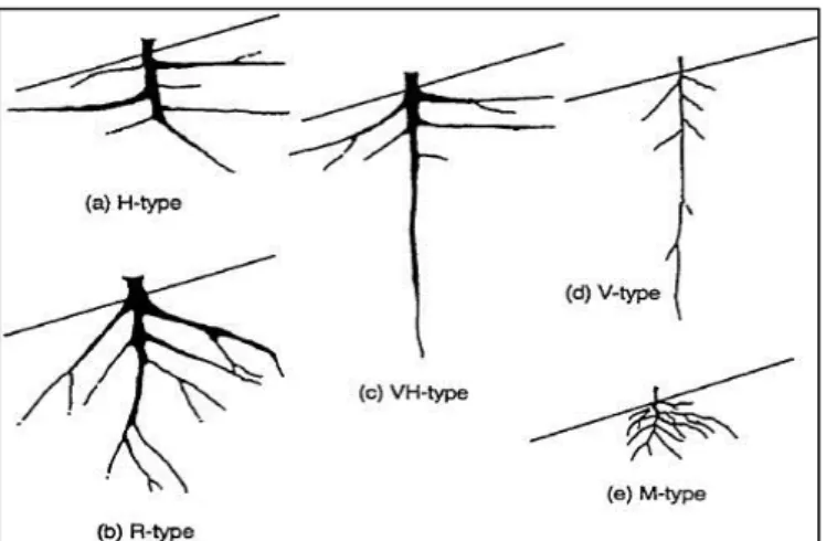 Gambar 4.  Arsitektur akar yang dikemukakan oleh Yen (1987)  Figure 4. Root architecture proposed by Yen (1987) 