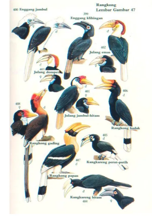 Gambar 1  Famili Bucerotidae (burung rangkong) (MacKinnon et al. 1998). 