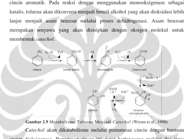 Gambar 2.9 Metabolisme Toluena Menjadi Catechol (Wrenn et al., 1998) 