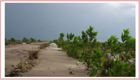 Gambar 3.1. Penanaman Pohon Akasia Di Sepanjang Jalan Kecamatan Pantai Lunci 