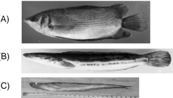 Gambar 1. Jenis ikan dominan di lokasi penelitian (A) ikan  Biawan, (B) ikan Haruan, dan (C) ikan Lais(A) 