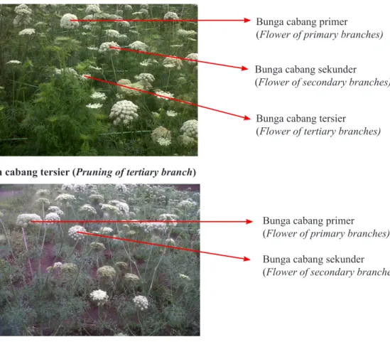 Gambar 2. Pemangkasan cabang pada perbenihan wortel (Pruning of branches on carrot seeding)Pemangkasan cabang tersier (Pruning of tertiary branch)