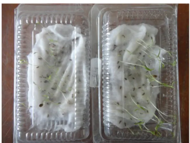Gambar 4. Uji Benih tumbuh (Seed viability test)
