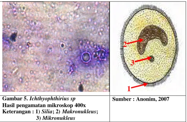 Tabel 2. Rataan jenis dan persentase protozoa pada kulit ikan mas dan nila  Jenis protozoa  Rataan jenis protozoa  Persentase protozoa 