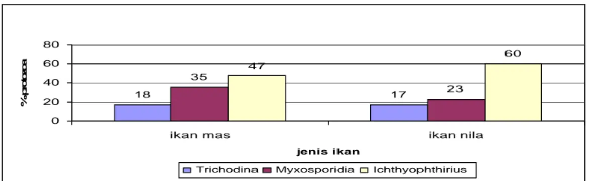 Gambar 6. Perbandingan persentase protozoa pada kulit ikan mas dan nila   Dari hasil  analisis statisitik pada Tabel 2  menunjukkan bahwa rataan ketiga  jenis parasit  di kulit  tidak berbeda nyata (p&gt;0,05)