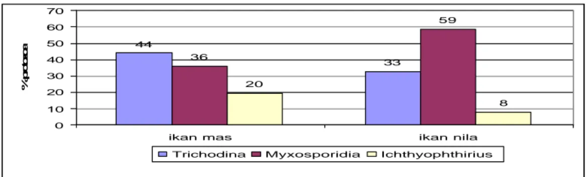 Gambar 7. Perbandingan persentase protozoa pada insang ikan mas dan nila   Dari hasil analisis pada Tabel 3 terlihat bahwa rataan protozoa jenis  Trichodina sp dan Ichthyophthirius sp  pada  insang kelompok ikan mas dengan ikan  nila menunjukkan hasil yang