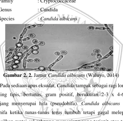 Gambar 2. 2. Jamur Candida albicans (Waluyo, 2014) 