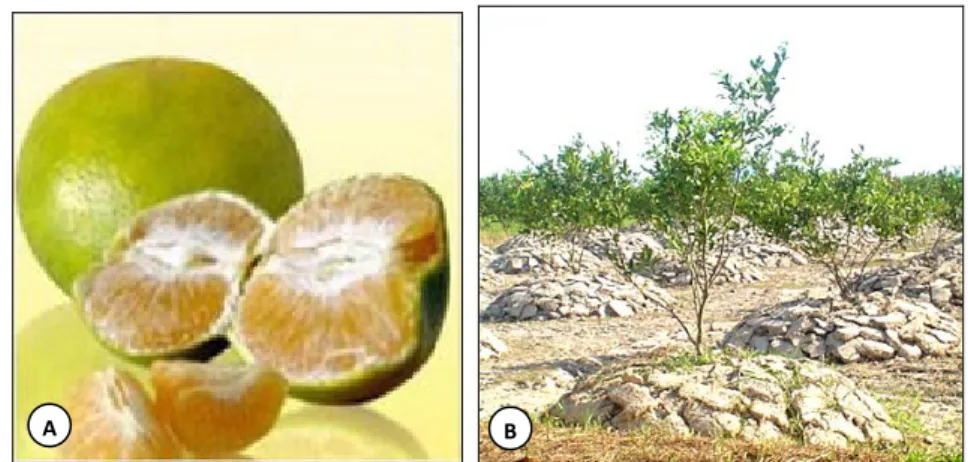 Gambar 1. (a) buah, dan (b) tanaman jeruk siam Pontianak. 