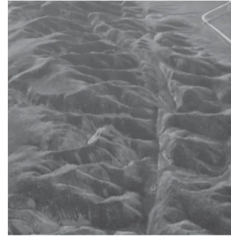 Gambar 2.2  Lempeng San Andreas (AS) (sumber:Geography, Houghton Miffin Company, 1976, hlm