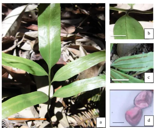 Gambar  2.  Morfologi  Taenitis  interrupta.  a.  Morfologi  umum,  b.  Pangkal  daun,  c