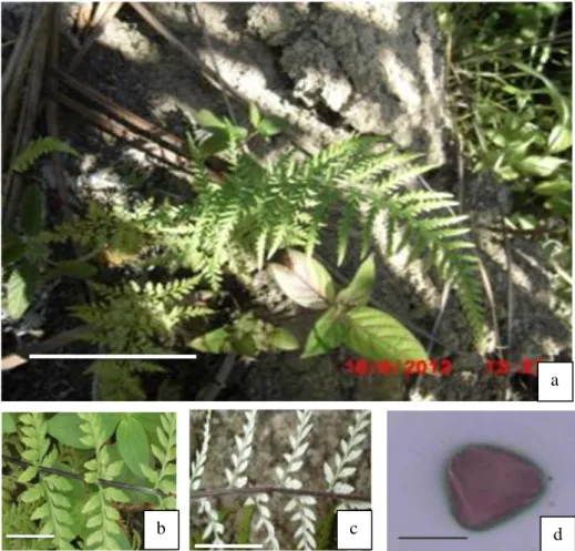 Gambar 6.   Morfologi Pityrogramma calomelanos. a. Morfologi umum, b. Pangkal  anak daun, c