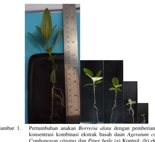 Gambar  1.      Pertumbuhan  anakan  Borreria  alata  dengan  pemberian  berbagai     konsentrasi  kombinasi  ekstrak  basah  daun  Ageratum  conyzoides,  Cymbopogon  citratus  dan  Piper  betle  (a)  Kontrol;  (b)  ekstrak  100  g/L; (c) ekstrak 200 g/L; 