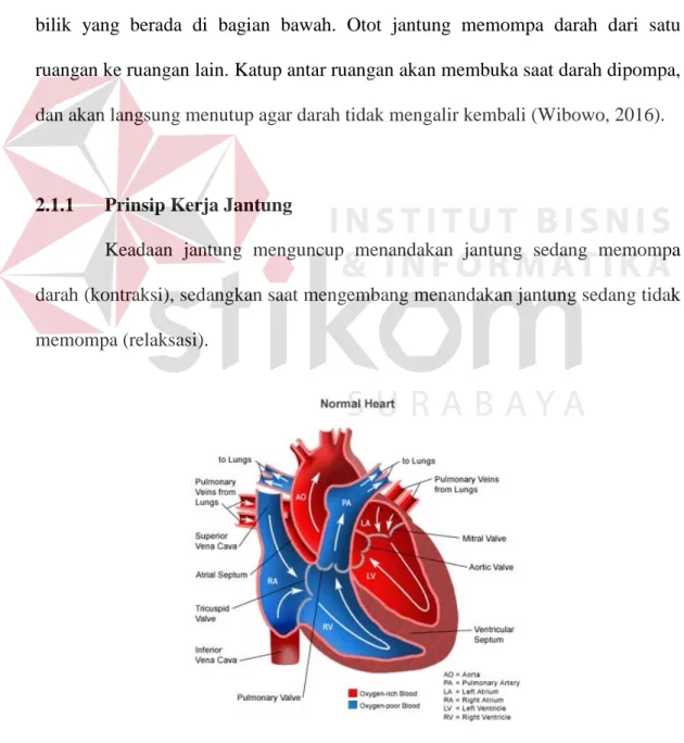 Gambar 2.1 Anatomi Jantung (Wibowo, 2016). 