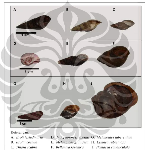 Gambar 4.1. Jenis Gastropoda yang ditemukan di Situ Salam [Sumber: dokumen pribadi].