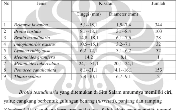 Tabel 4.3 Ukuran Gastropoda di Situ Salam