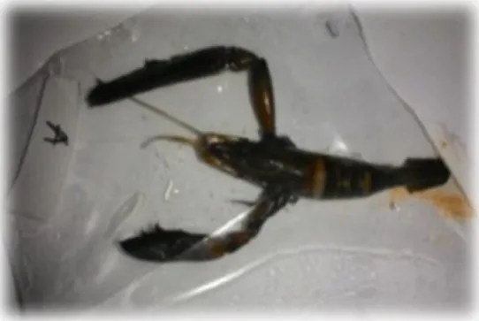 Gambar 4. Macrobrachium sintagense