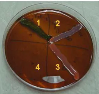 Gambar 1. Kuadran 1 Menunjukkan Pertumbuhan Bakteri Escherichia coli 