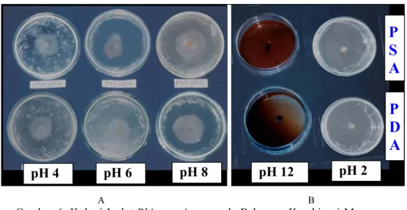 Gambar 7. Koloni Isolat Rhizoctonia sp. pada  Media PDA dan PSA pH 10  setelah Diinkubasi Tiga Hari
