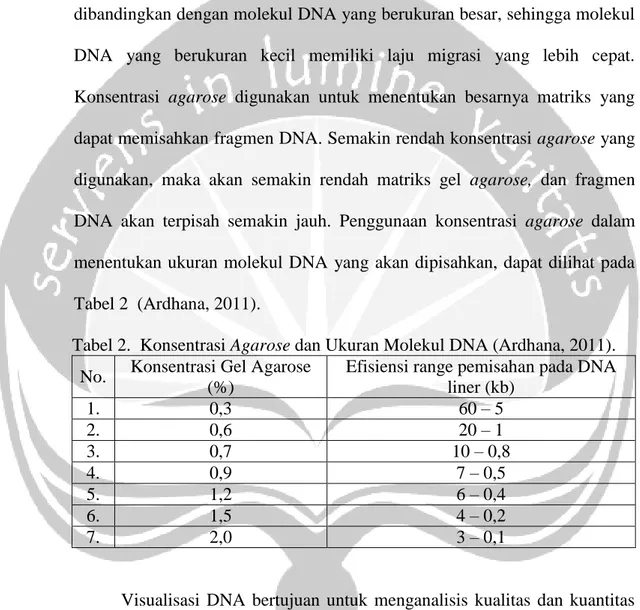 Tabel 2.  Konsentrasi Agarose dan Ukuran Molekul DNA (Ardhana, 2011). 