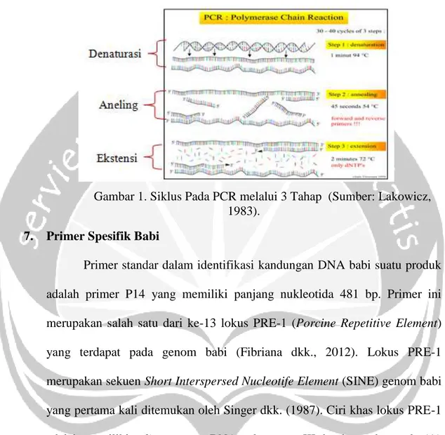 Gambar 1. Siklus Pada PCR melalui 3 Tahap  (Sumber: Lakowicz,  1983). 