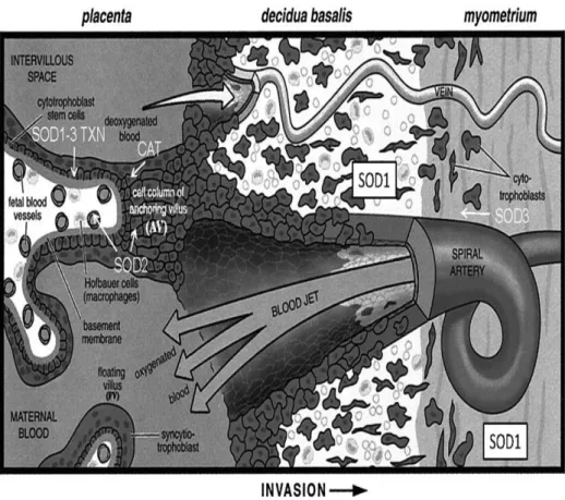 Gambar 2.3. Ekspresi antioksidan di dalam plasenta (Davis, 2010) 