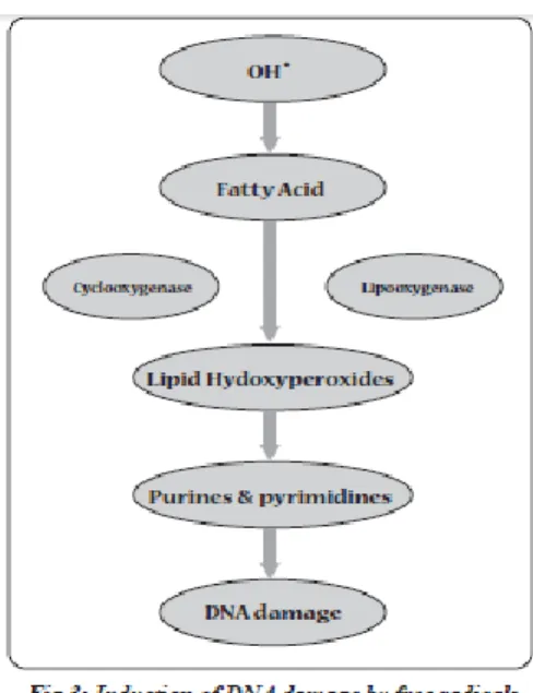 Gambar 2.5. Kerusakan DNA oleh Radikal Hidroksil (Gupta, 2007)  Marker  biokimia  pada  reaktif  stress  oksidatif  menyebabkan  kerusakan  membran  seperti produk lipid peroksidase yang meningkat kadarnya segera sebelum abortus  (Gupta, 2007)