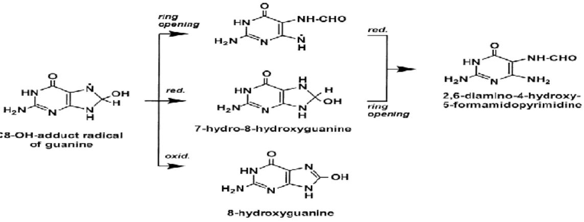 Gambar 2.8.  Mekanisme pembentukan produk oksidasi guanin oleh radikal  hidroksil (Kohen dan Nyska, 2002) 