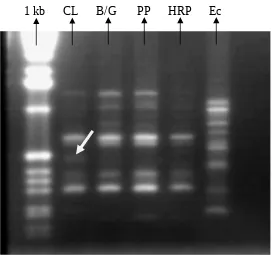 Gambar 1.  Hasil seleksi indvidu menggunakan primer OPK 15 dari sampel DNA tiap