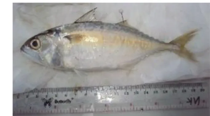 Gambar 2. Ikan kembung lelaki 