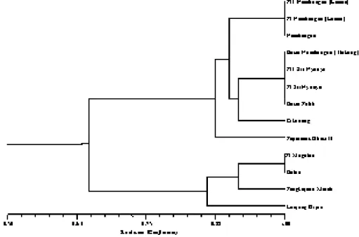 Gambar 1. Keragaman pamelo Indonesia berdasarkan primer RAPD OPN16 (Dendogram of tested In-