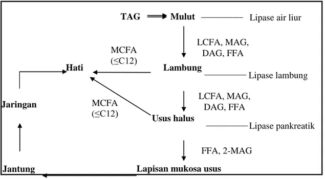 Gambar 2.1   Metabolisme dan transportasi triasilgliserol pada manusia (sumber: 