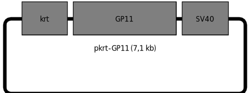 Gambar 1. Konstruksi pkrt-GP11 (7,1 kb) . Sumber: Alimuddin, 2009; belum dipublikasikan Figure 1