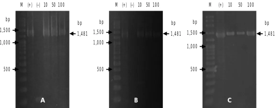 Gambar 4. Deteksi gen krt-GP11 pada sperma yang dielektroporasi (A), embrio (B), dan larva (C)
