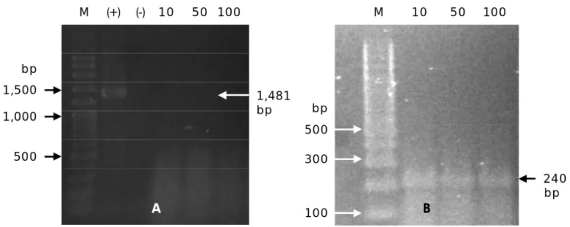 Gambar 6. Deteksi ekspresi gen GP11 (A) dan   -aktin (B) pada larva. M adalah marker DNA (VC 100 bp Plus DNA Ladder, Vivantis), tanda (+) merupakan kontrol positif PCR, tanda (-) merupakan kontrol negatif PCR dan angka 10, 50, 100 menunjukkan konsentrasi 