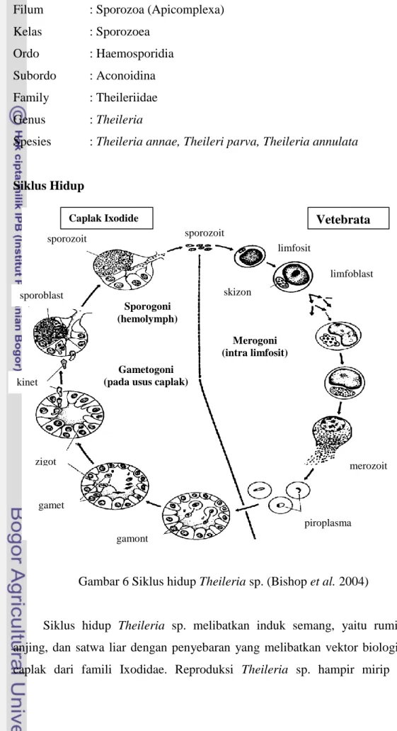 Gambar 6 Siklus hidup Theileria sp. (Bishop et al. 2004) 