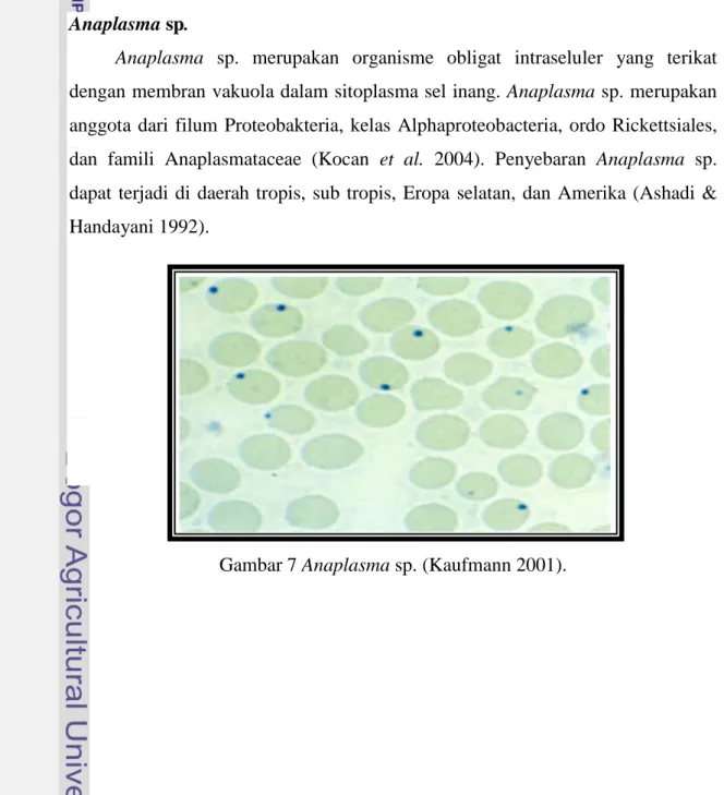 Gambar 7 Anaplasma sp. (Kaufmann 2001). 