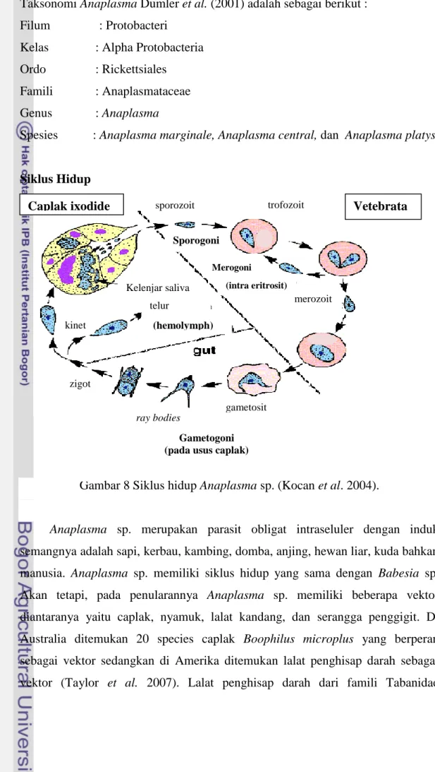 Gambar 8 Siklus hidup Anaplasma sp. (Kocan et al. 2004). 