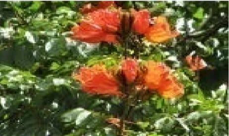 Gambar 1. Bunga Kayu Sepatu Afrika (Spathodea campanulata)  Bagian-bagian dari pohon Sepatu  Afrika  bermanfaat di bidang  farmakologi