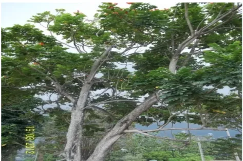 Gambar 2. Pohon Sepatu Afrika (Spathodea campanulata).  Kerajaan : Plantae  Order  : Lamiales  Keluarga : Bignoniaceae  Kaum   : Tecomeae  Genus   : Spathodea  Spesies  : S