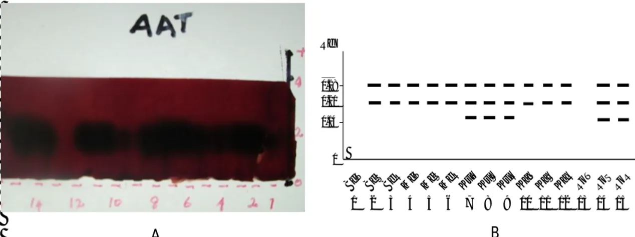 Gambar 4.  Pola pita  isozim  AAT  pada gel pati (A),  interpretasi pola pita  isozim  AAT  (B) 15 individu karet dari 5 