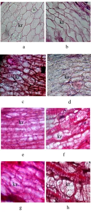 Gambar  5.    Jaringan  dermal  dari  sayatan  melintang  batang  tanaman  langsat  berdasarkan  tingkat  pertumbuhan